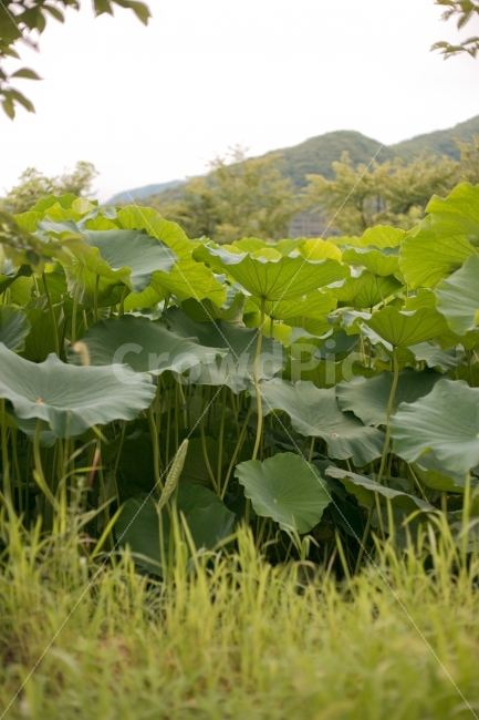 식물,풀,연,연꽃,풍경,식물,자연,plants,nature