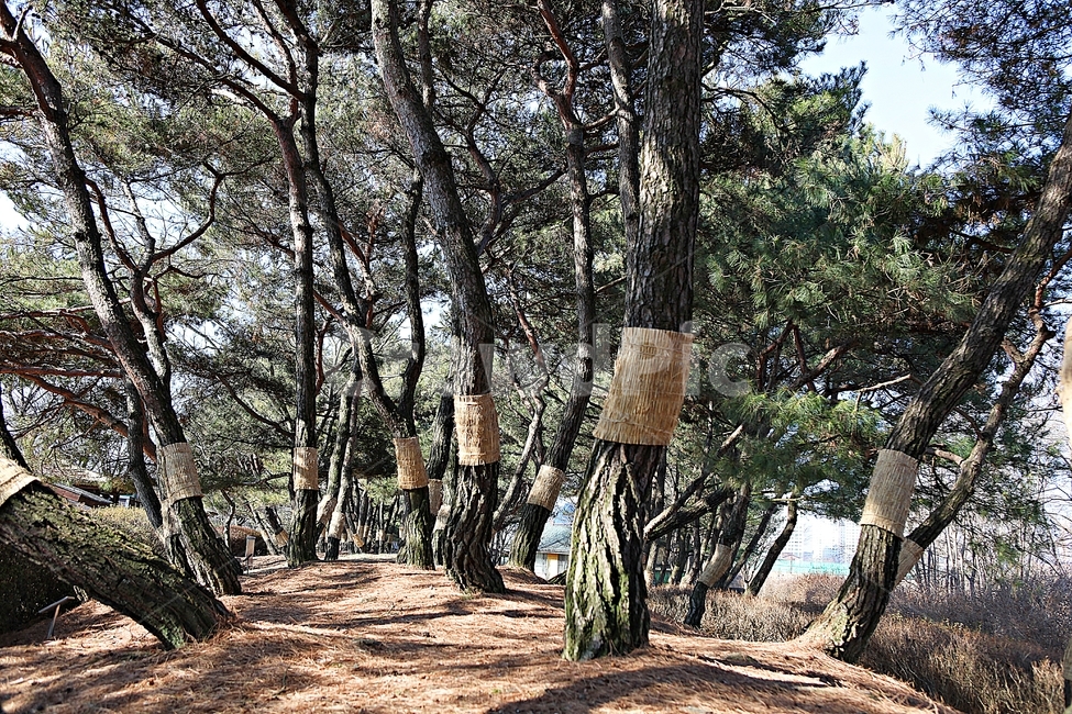 소나무,솔잎,숲,나무,식물,자연,풍경,겨울,공원,자연,풍경,nature,landscape