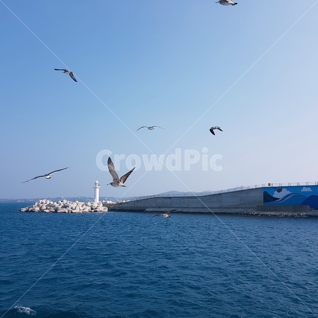 제주도,제주도우도,우도,바다,갈매기,등대,푸른바다,갈매기떼,방파제,파도,섬,배,jejudo,jeju