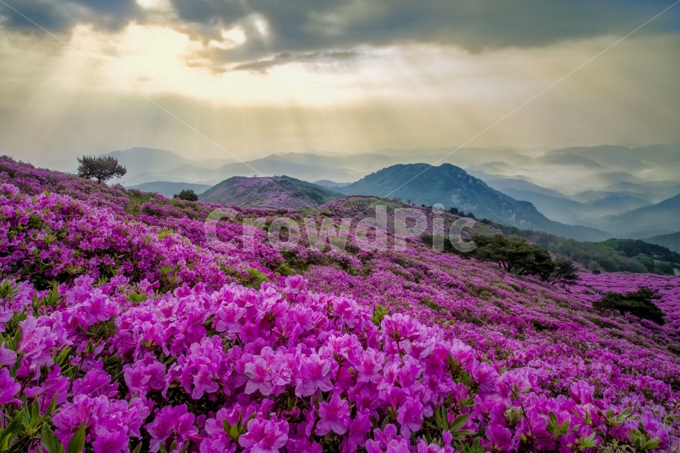 봄,철쭉,황매산,여행,합천,봄,계절,spring,season,자연,풍경,nature,landscape,한국자연풍경,한국자연경관,korea nature landscape,식물,plants,꽃,flower,flare,플레어,light,빛,plant,geranium,제라늄,blossom
