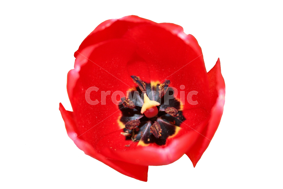빨간색꽃,빨간색꽃잎,꽃잎,redflower,petal,plant,flower,꽃,flower,누끼,remove background