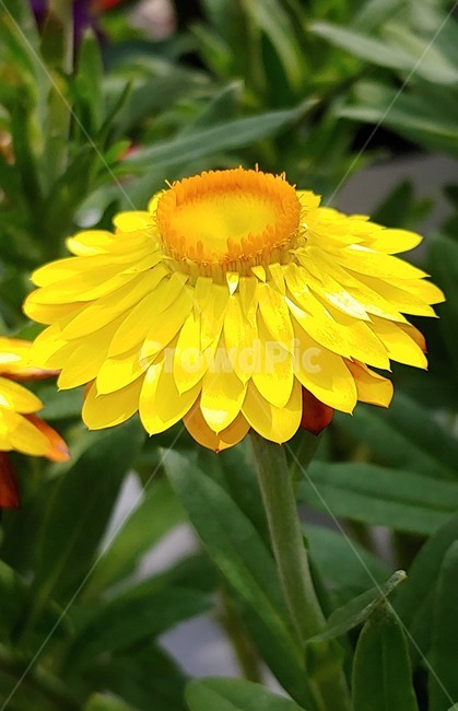 노란색,꽃잎,종이꽃,꽃술,자연,계절,식물,자연,plants,nature,꽃,flower