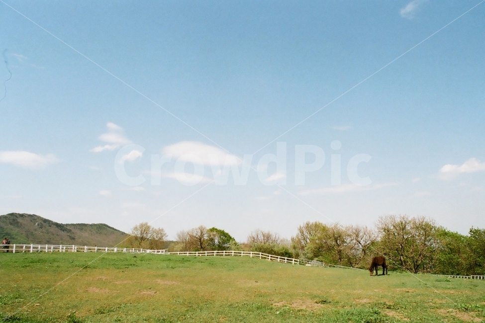 목장,말,들판,초원,하늘,필름사진,자연,풍경,nature,landscape,동물,animal,포유류,mammal,outdoors,옥외,field,들,grassland,목초지,rural,농촌,farm,농장