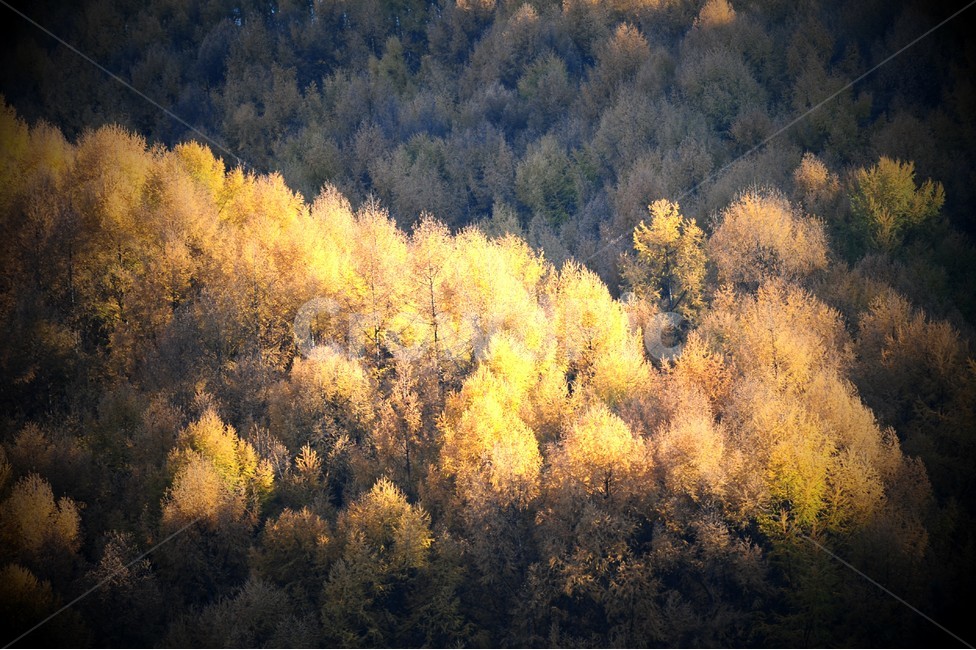 숲,단풍,가을,tree,나무,plant,식물,conifer,구과식물,larch,낙엽송