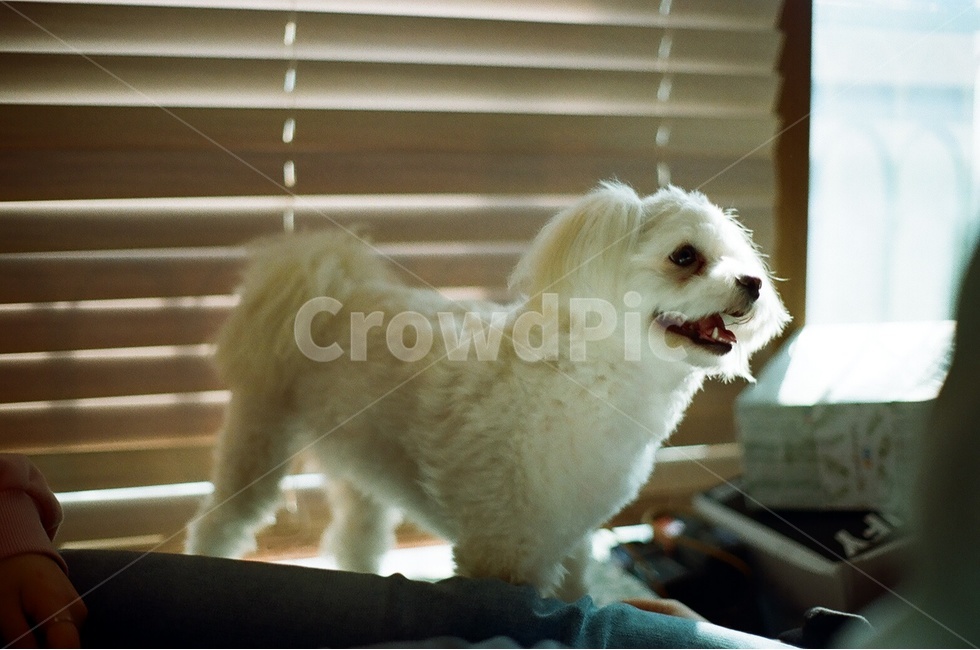 강아지,애완동물,반려동물,댕댕이,말티즈,댕댕,dog,반려견,햇빛,웃음,미소,행복,동물,animal,포유류,mammal,개,강아지,dog,doggy