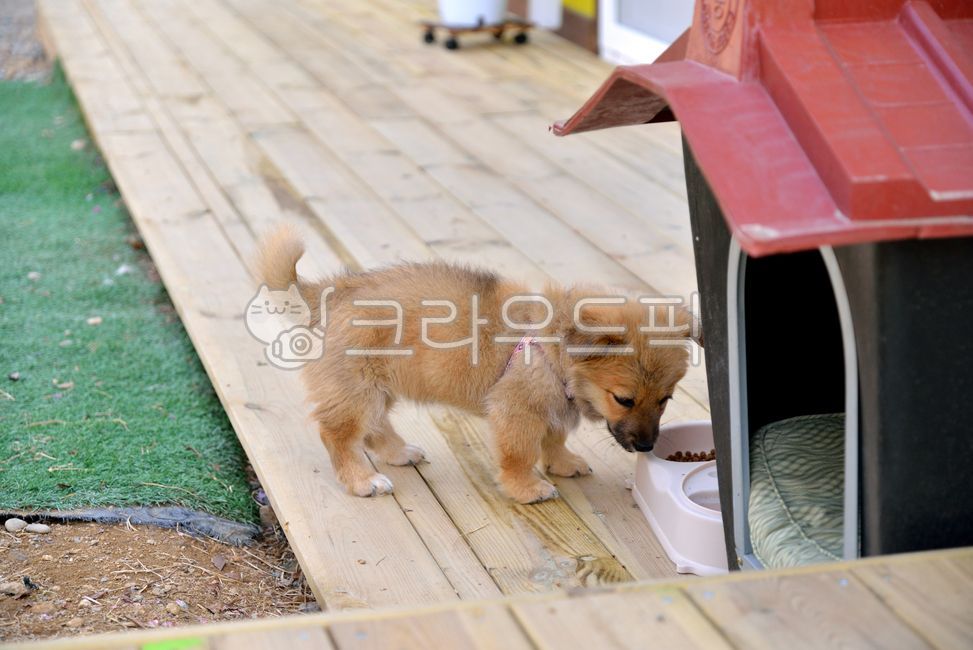강아지,반려견,개,누렁이,동물,반려동물,furry,deck,wooden,food,eating,small,bowl,outside,play,house,puppy,grass,brown,cute