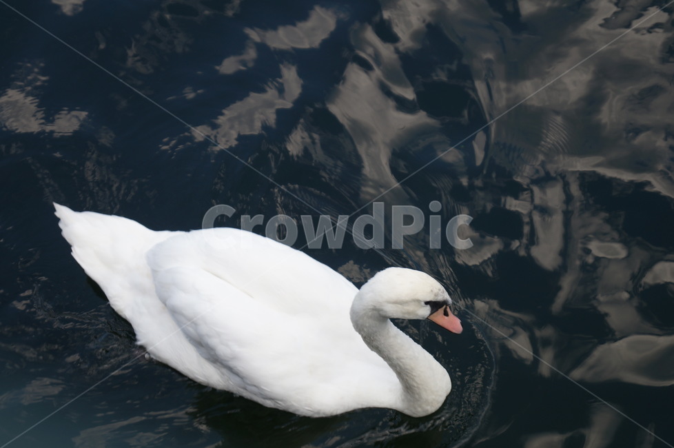 bird,새,animal,동물,호수,동물,animal,조류,새,birds