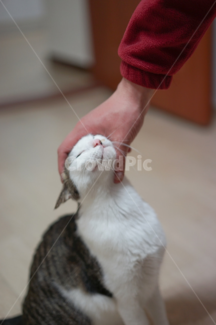 고양이,야옹이,코리안숏헤어,반려묘,미묘,애완동물,교감,교류,집사,스킨쉽,동물,animal,포유류,mammal,고양이,cat,kitten,kitty