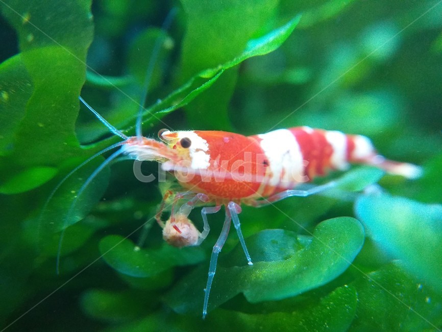 새우,crs,어항,물생활,shrimp