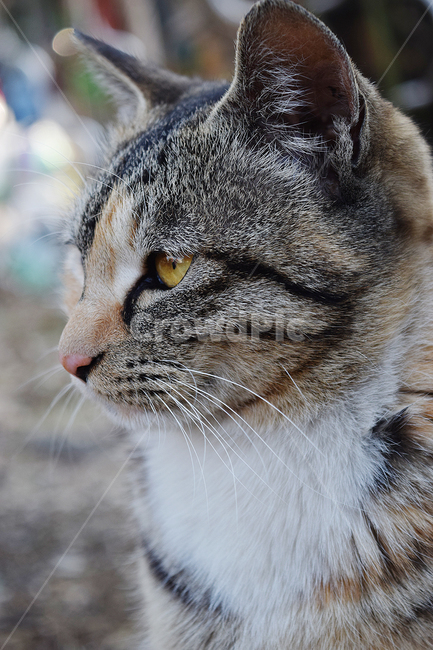고양이,길고양이,눈,길냥이,눈빛,동물,animal,포유류,mammal,고양이,cat,kitten,kitty