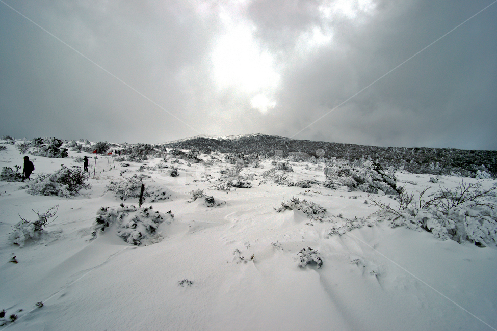 겨울산,한라산,제주도,어리목코스,설경,설산,한라산설경,겨울,겨울,계절,winter,season,자연,풍경,nature,landscape
