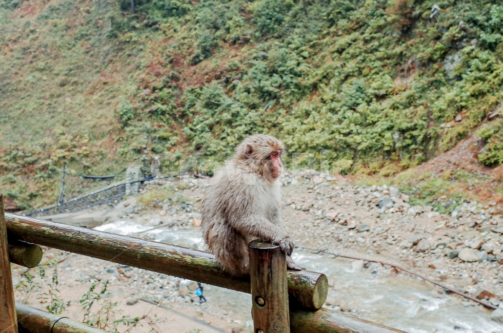 원숭이,동물,자연,풀,monky