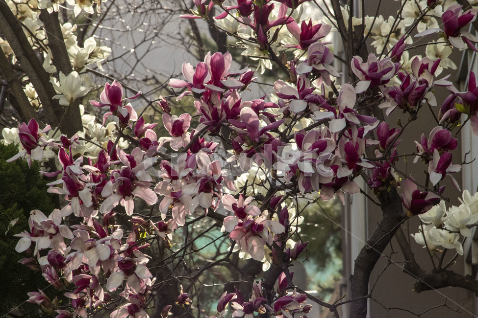 blossom,꽃,flower,식물,목련