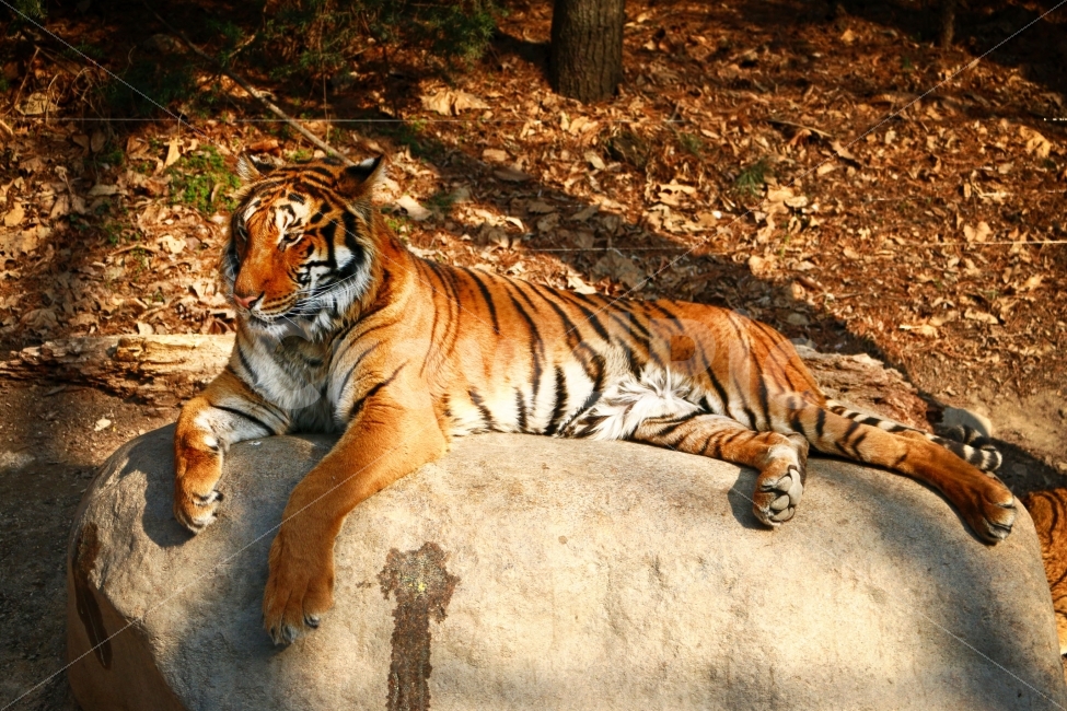 호랑이,tiger,동물원,동물,야생,동물,animal,포유류,mammal
