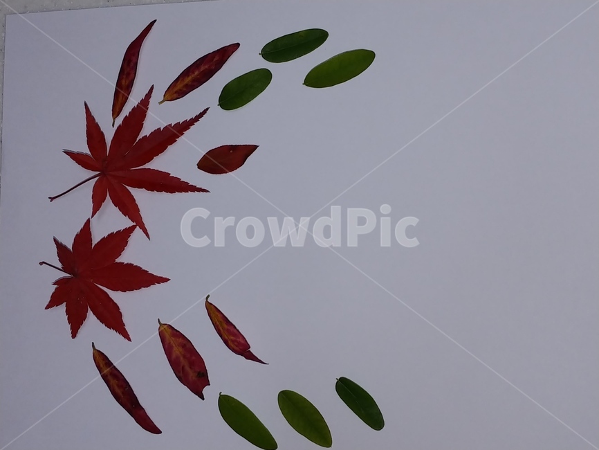 가을,단풍,나뭇잎,단풍잎,낙엽,잎,leaf,식물,나무,가을,계절,fall,autumn,season,plant,tree