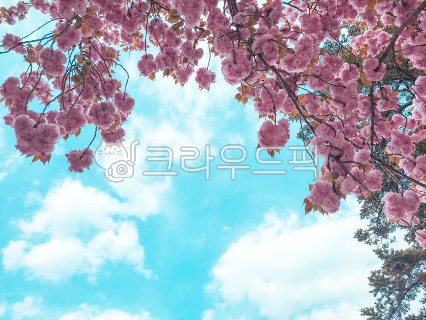 cherry blossom,spring,sky,cherry blossom tree,nature,cherry blossom,blue sky,spring,season,nature,landscape,pink,pink,season,blue sky,tree branch,flower,sky,pink,double cherry blossom,cloud,cloud