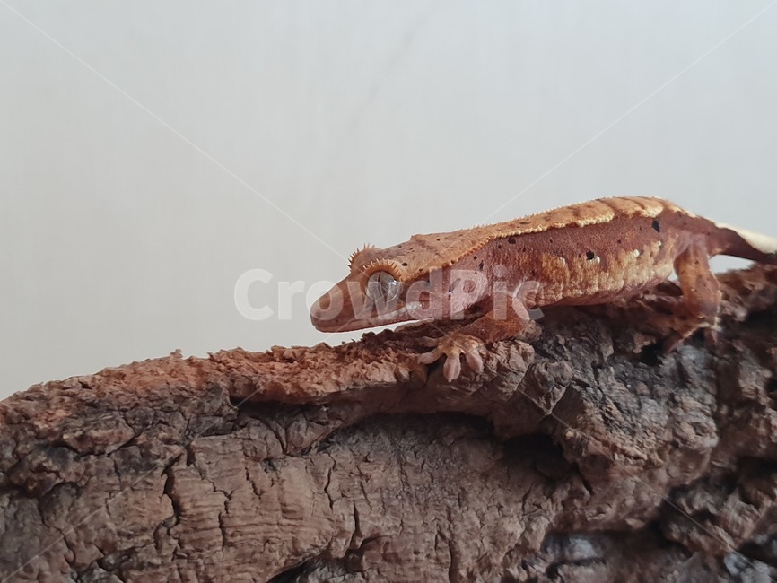 gecko,게코,도마뱀,reptile,크레스티드게코,파충류