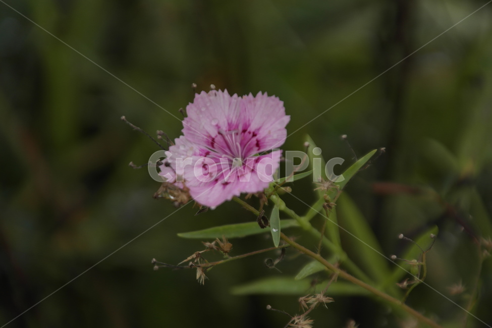 상록패랭이,패랭이꽃,패랭이,빨간패랭이꽃,상록패팽이꽃,꽃,flower