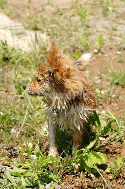 puppy,animal,mutt,dog,pet dog