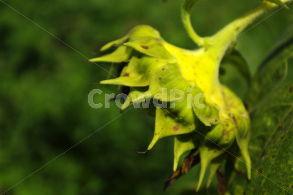 해바라기,꽃,여름,식물,flower,plant,자연,sunflower,식물,자연,plants,nature,꽃,flower