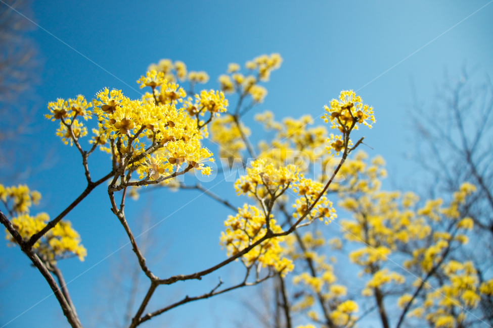 산수유꽃,산수유,산수유나무,봄,꽃,풍경사진,노란색꽃,식물,yellow,파란색,blue,블루,나무,자연,만개,봄풍경,풍경,봄이미지,봄사진,하늘,파란하늘,푸른하늘,sky,bluesky,꽃잎,공원,corneliancherryflowers,flower,spring,springflowers,springlandscape,landscape,outdoor,plant,nature,natural,blossom,petal,한국,아시아,korea,asia,beautiful,아름다움,꽃놀이,봄,계절,spring,season,식물,자연,plants,nature,꽃,flower