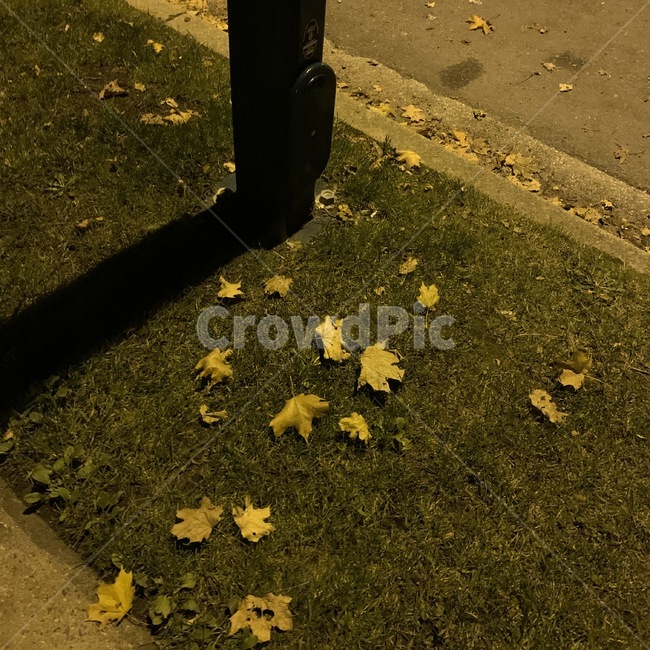 plant,식물,leaf,잎,tree,나무,단풍,가을,밤,낙엽,가로등,잔디,외로움