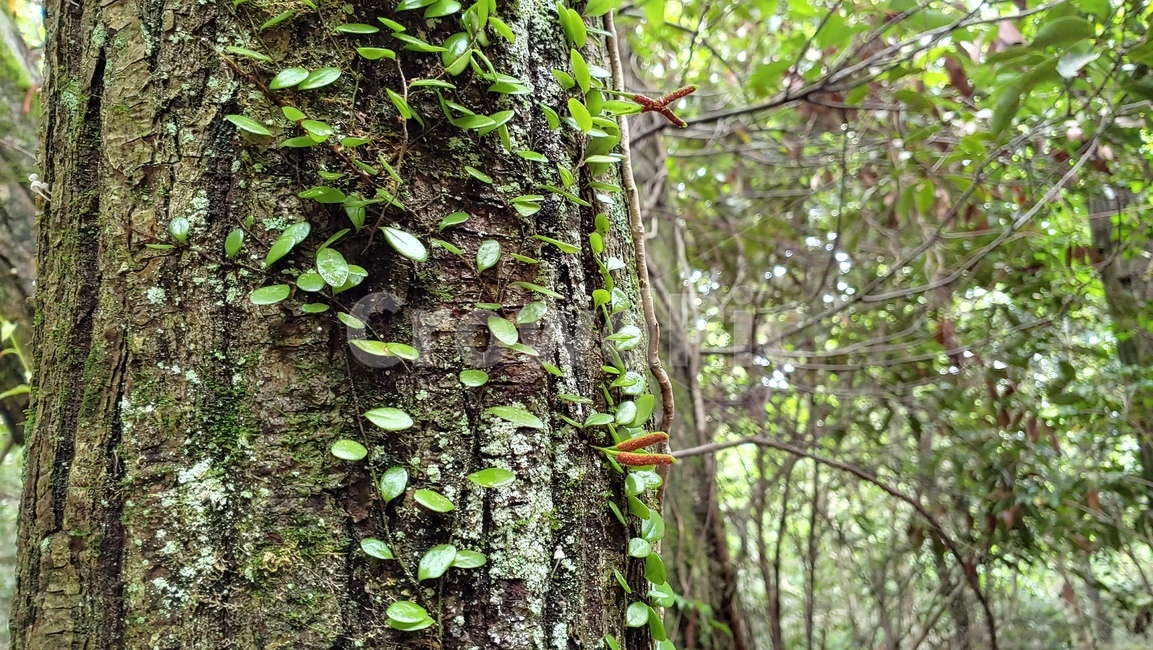 콩짜개덩굴,작은잎식물,자연,양치식물,lemmaphyllummicrophyllum