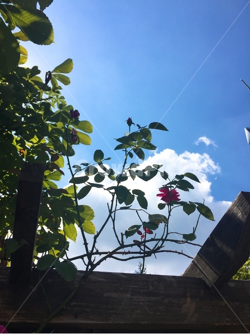rose,flower,sky,꽃,하늘,식물,자연,plants,nature