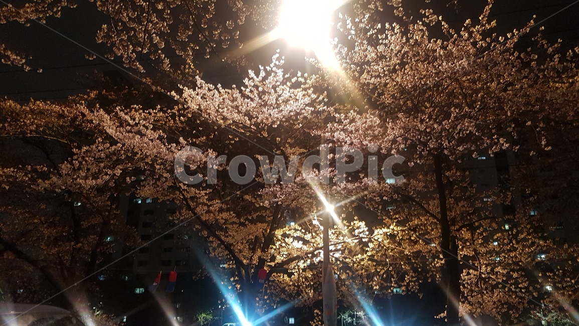 벚꽃,벚꽃놀이,밤벚꽃,조명,나무