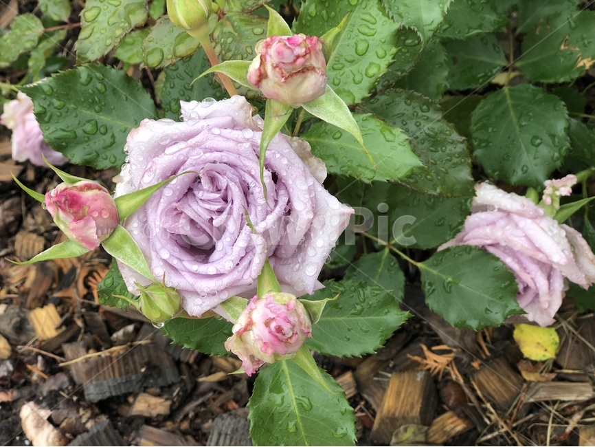 장미,꽃,장미꽃,식물,아웃포커싱,풍경,풍경사진,봄,계절,spring,season,식물,자연,plants,nature,꽃,flower,blossom,rose,plant