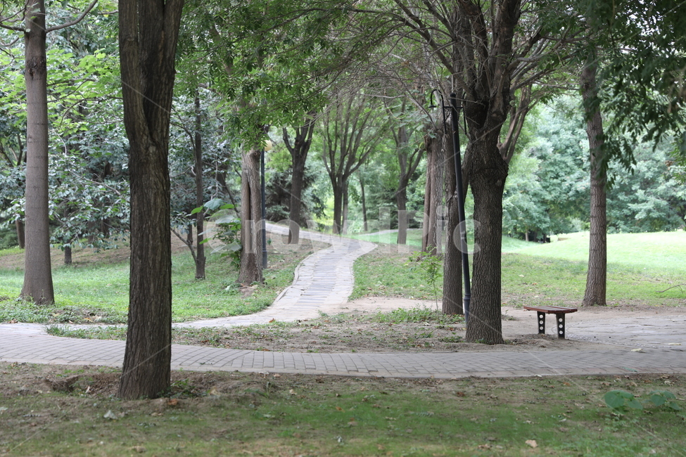 풍경,나무줄기,벤치,숲속,길,자연,풍경,nature,landscape