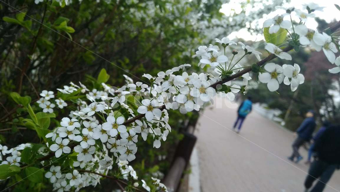 꽃,공원,자연,산책,나들이,봄,걷기,운동,하얀꽃,가지,꽃가지