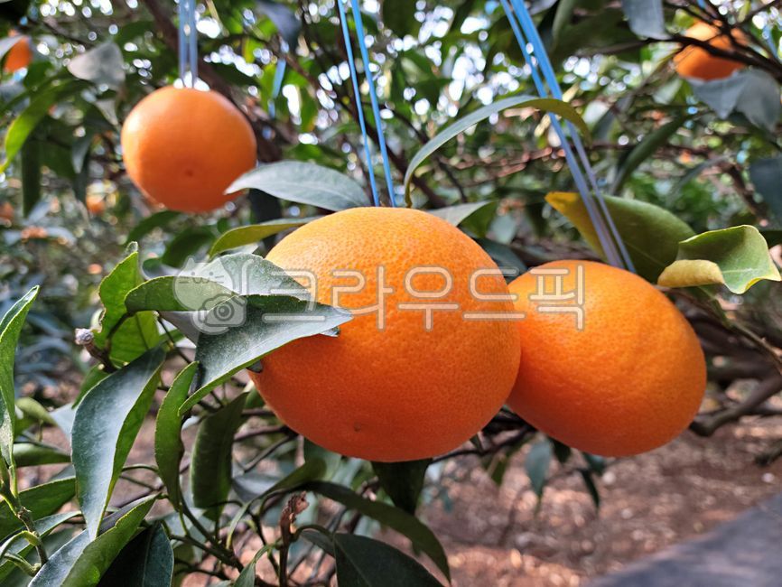 mandarin,citrus fruits,Jeju Cheonhyehyang,fruit,Orange,food,orange,Cheonhyehyang,plant