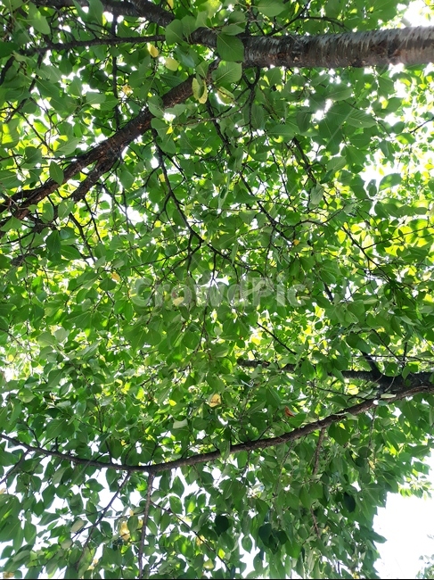 나무,햇빛,초록,자연,잎사귀,자연,풍경,nature,landscape,tree,plant,식물