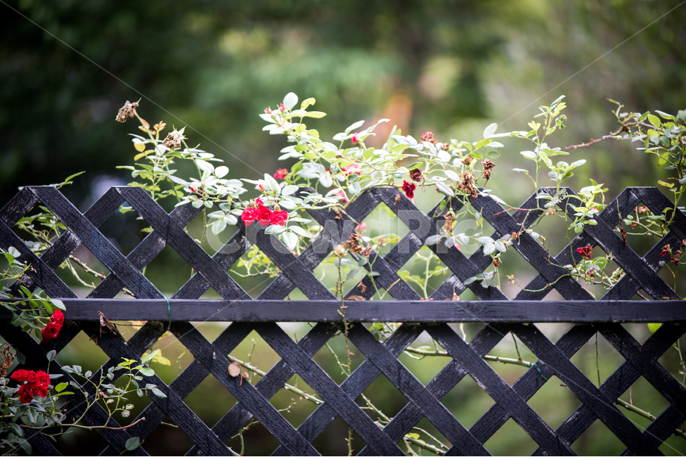 여름,꽃,장미,풍경,화단,마당,가든,garden,넝쿨,rose,summer,flower,꽃향기,식물,자연,plants,nature,꽃,flower,휴식,힐링,rest,relaxation,healing