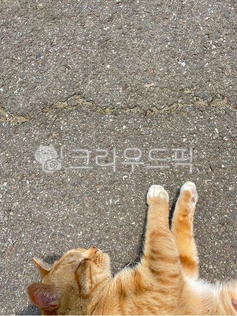 고양이,고양이발바닥,cat,동물,발바닥,고양이발