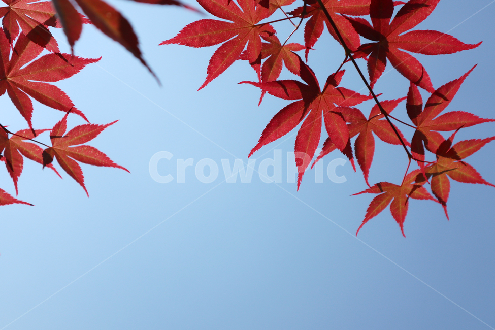 단풍,가을,단풍나무,햇빛,붉은,나뭇잎,11월,계절,자연,autumn,maple,sunny,red,nature,plants,season,fall,november,leaf,green,하늘,sky,화창,하늘색,나뭇가지,위를보기,나무,경관,수평구성,야외,주황색,10월,낮,환경,식물,카피공간