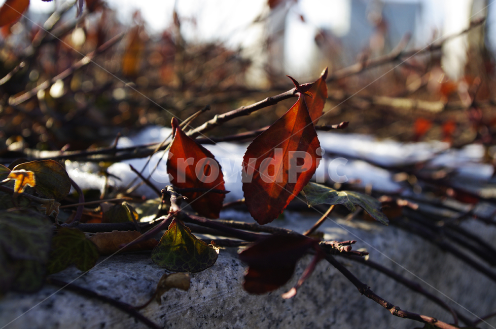 넝쿨,식물,plant,자연,nature,잎,식물,자연,plants,nature