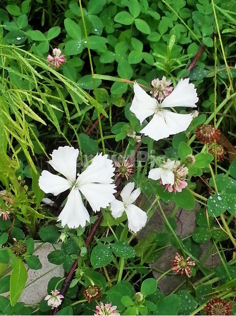 식물,꽃,들꽃,야생화,하얀꽃,봄꽃,이슬,생태,자연,식물,자연,plants,nature,꽃,flower