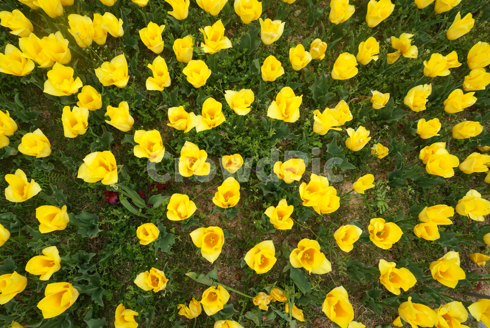 튤립,노란색튤립,꽃밭,tulip,spring,꽃놀이,flowers,nature,season,plants,계절,식물,봄,공원,가든,garden,정원,화려한,예쁜,튤립축제,구근식물
