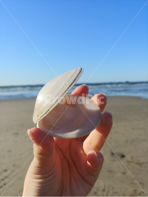 조개,조개껍데기,손,바다,바닷가,갯벌,수평선,맑음,햇빛,그림자,하늘,seashell,hand,sea,ocean,sky,beach,horizon,shadow,감성,feeling,낭만,자연,natural,사람,인물,인간,human,person,신체일부,몸,body