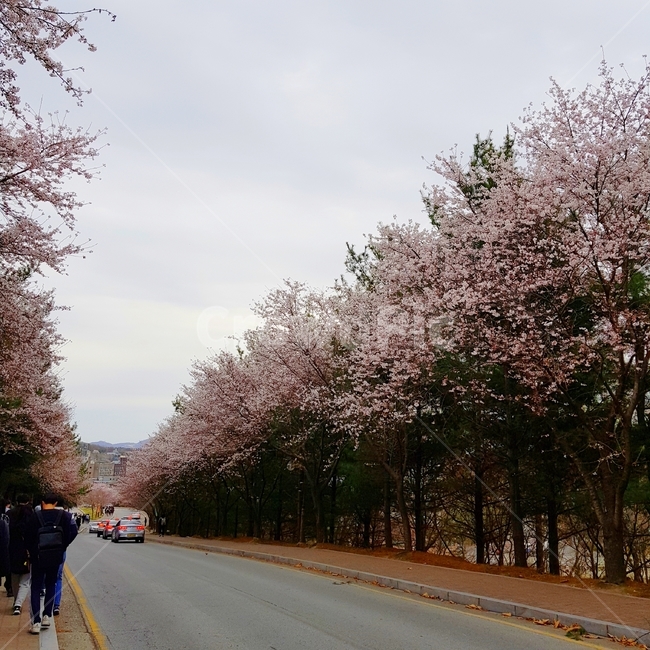 벚꽃,봄,풍경,꽃길,꽃