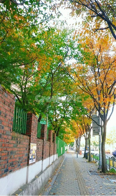 등교길,골목길,길목,street,trees,통로,path,나무,식물,plant
