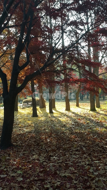 햇빛,나무,숲,아침,그림자,가을,계절,fall,autumn,season,자연,풍경,nature,landscape,식물,plants,나무,trees,wood,tree,plant,tree trunk,나무 줄기
