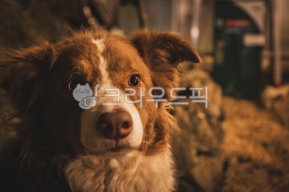 대형견,강아지,빈티지,큰강아지,개,동물,animal,포유류,mammal,개,강아지,dog,doggy