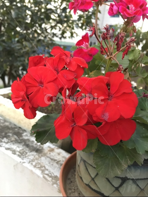 flower,자연,플라워,식물,꽃,식물,자연,plants,nature,꽃,flower
