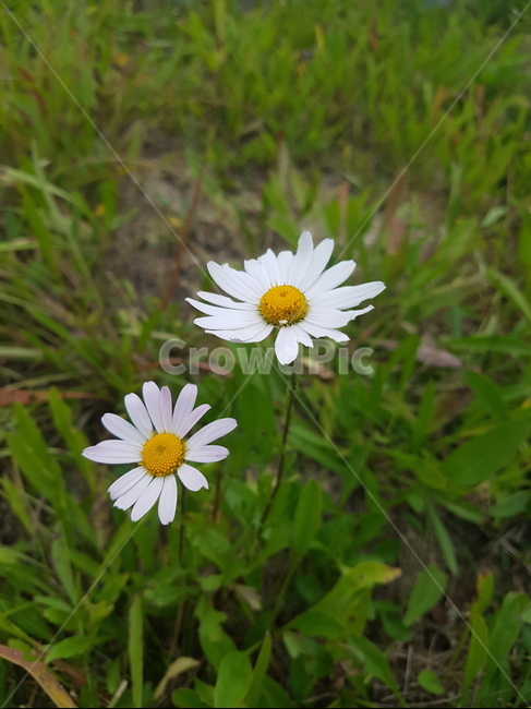 plant,daisy,식물,flower,daisies,데이지,blossom,꽃,식물,자연,plants,nature,꽃,flower