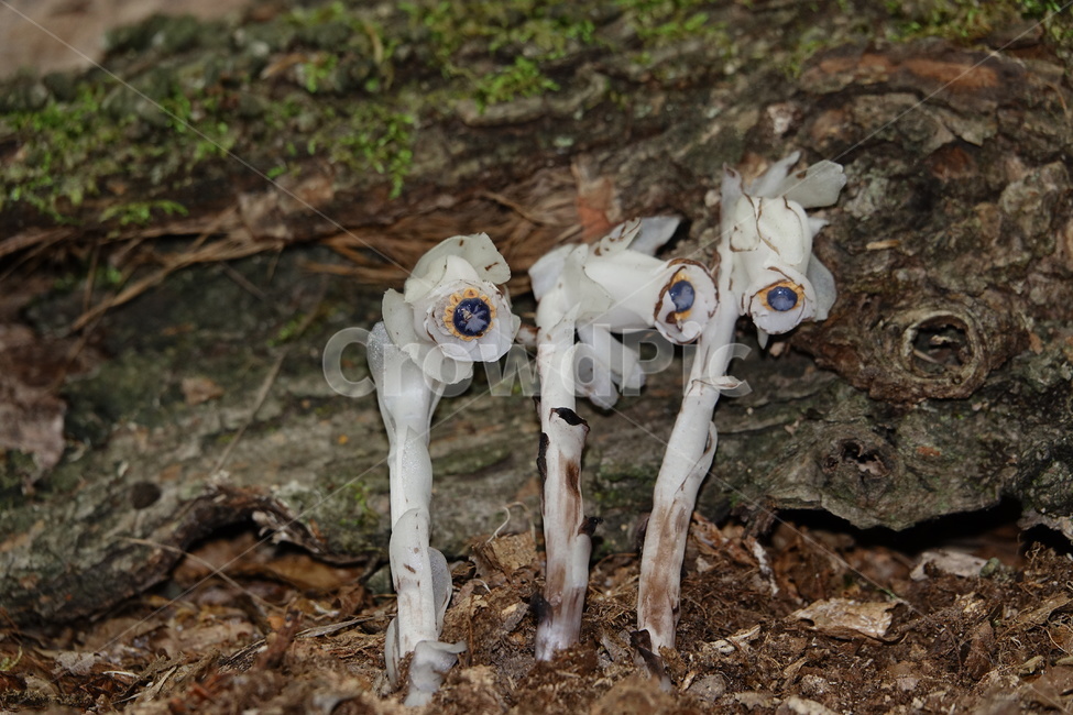 수정초,숲,나도수정초,부생식물,엽록소,식물,자연,plants,nature,꽃,flower