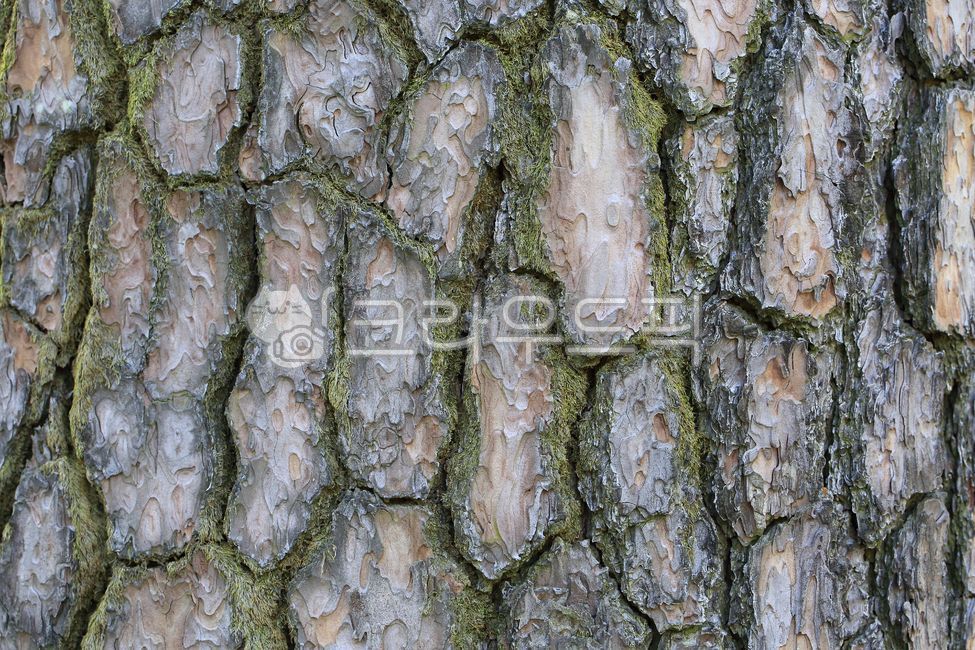 껍질,소나무,소나무껍질,배경,텍스처,표면,소재,재질,바탕,나무,tree,treetrunk,나무줄기,자연,생태,표피,나무껍질,패턴,pattern,나무표피,texture,무늬,나무표면