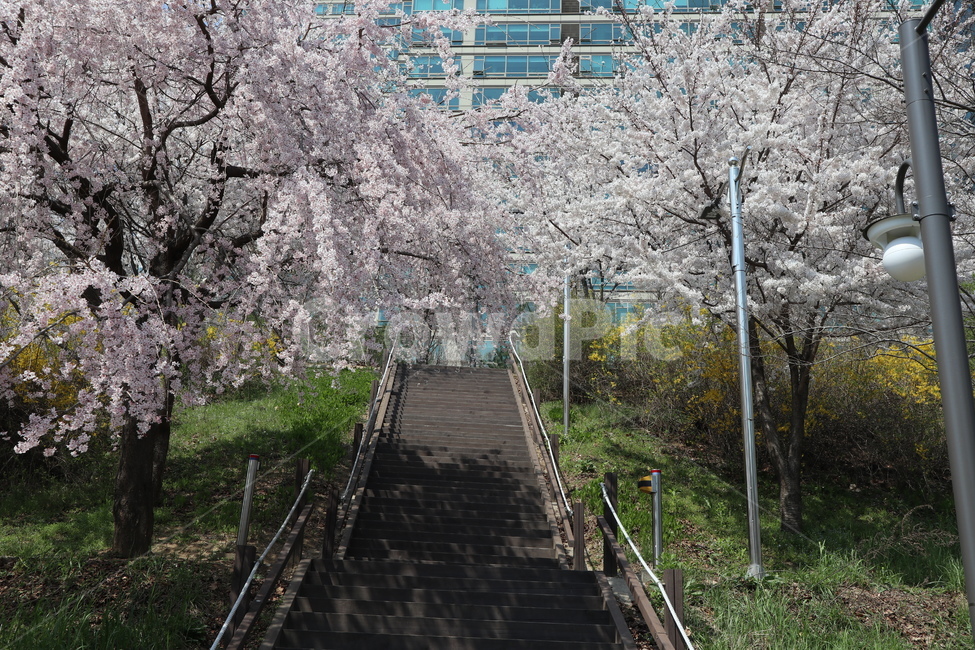 산책길,벚꽃,벚꽃나무,꽃,나무,plant,식물,flower,blossom